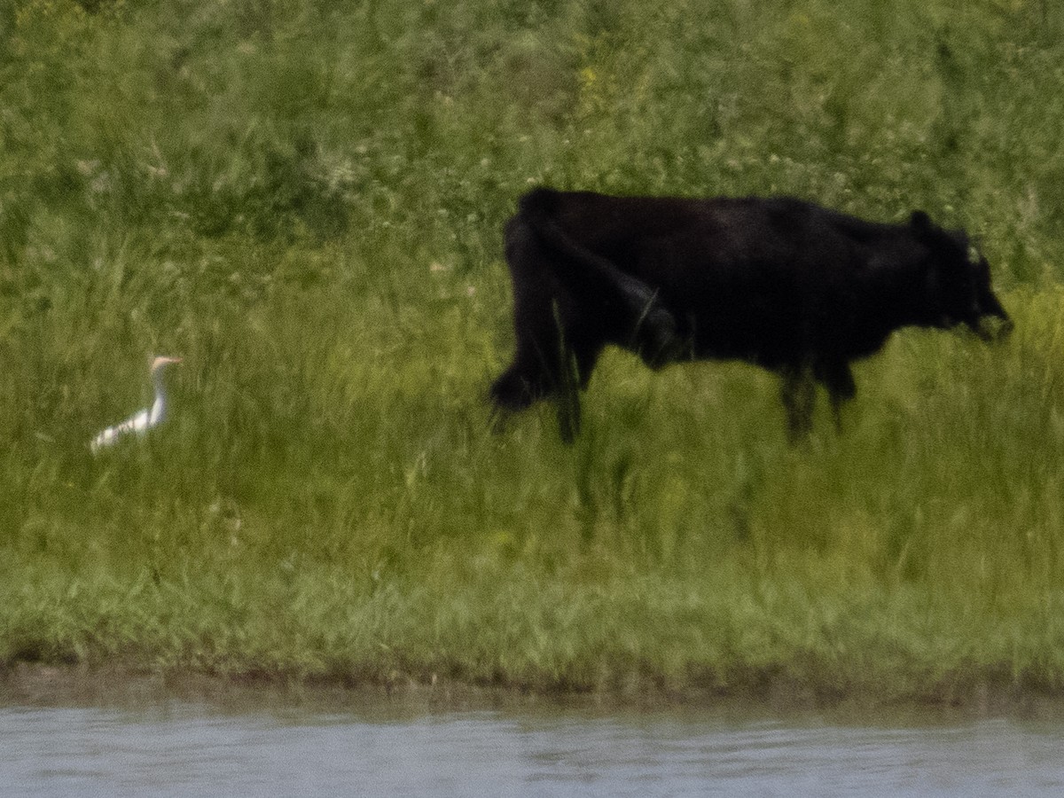 Western Cattle Egret - Tom Nagel