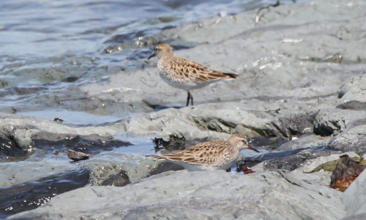 White-rumped Sandpiper - Marie-Josee D'Amour