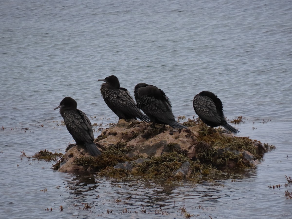 Little Black Cormorant - Raewyn Empson