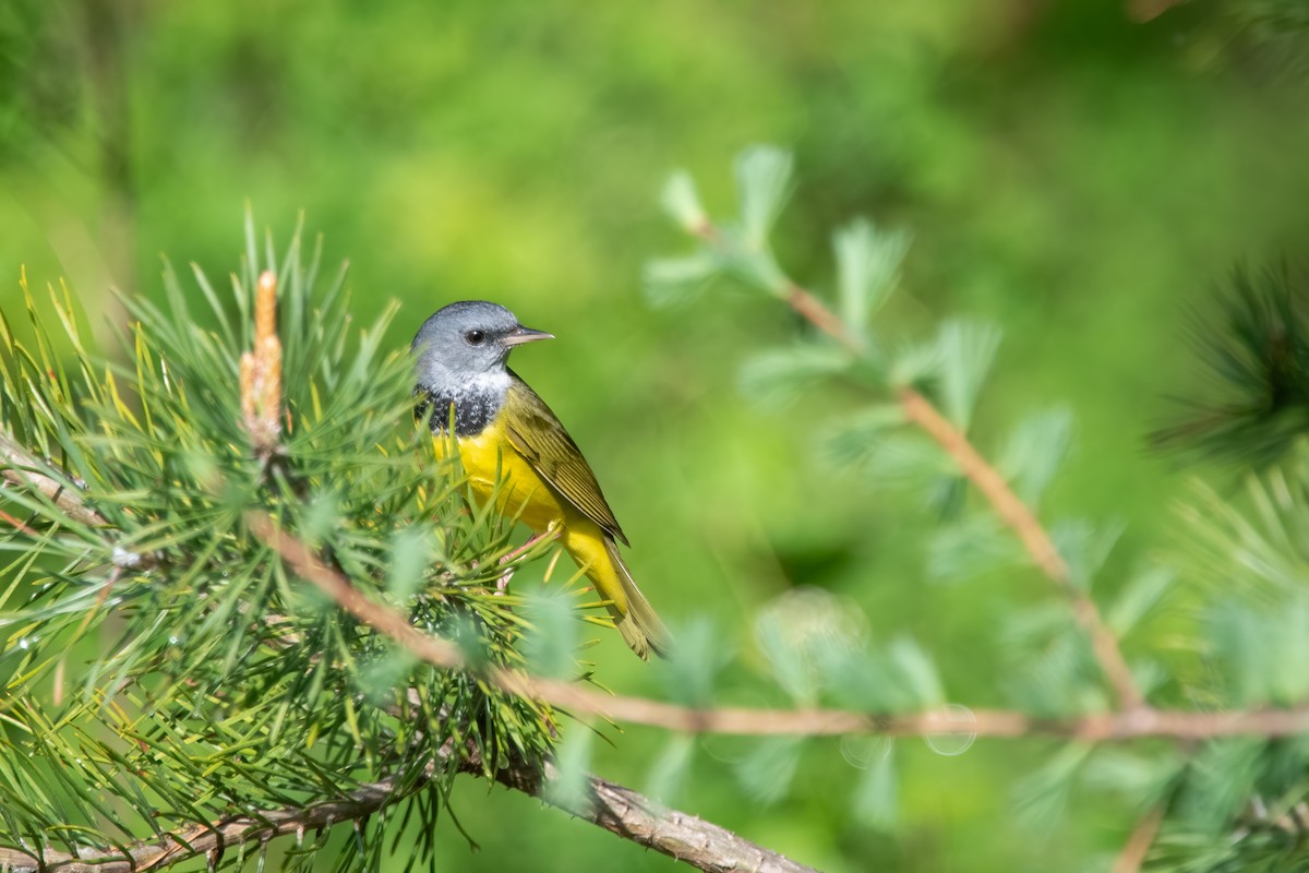 Mourning Warbler - Derek Rogers