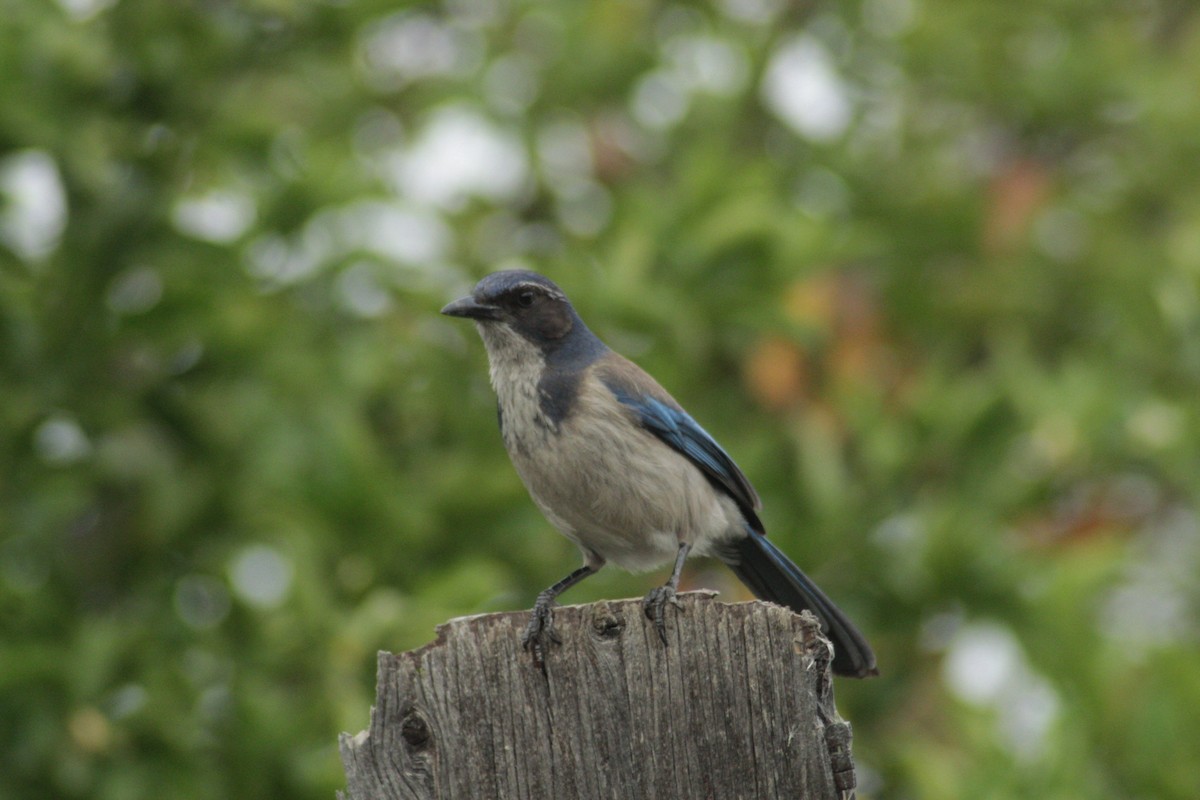 California Scrub-Jay - Joaquin Nguyen