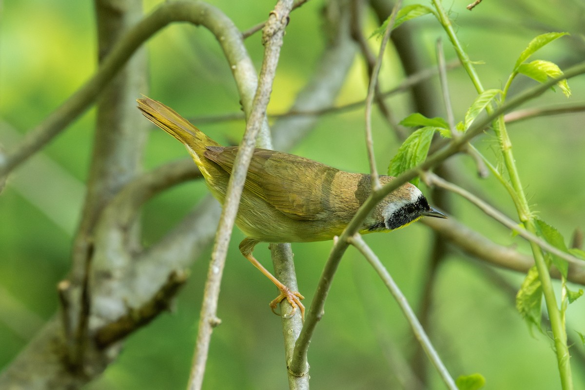 Common Yellowthroat - Alton Spencer