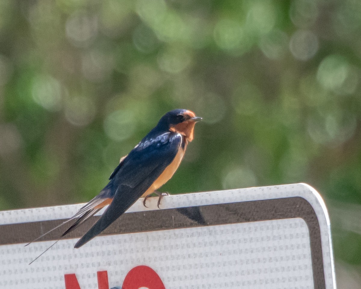 Barn Swallow - David Sinton