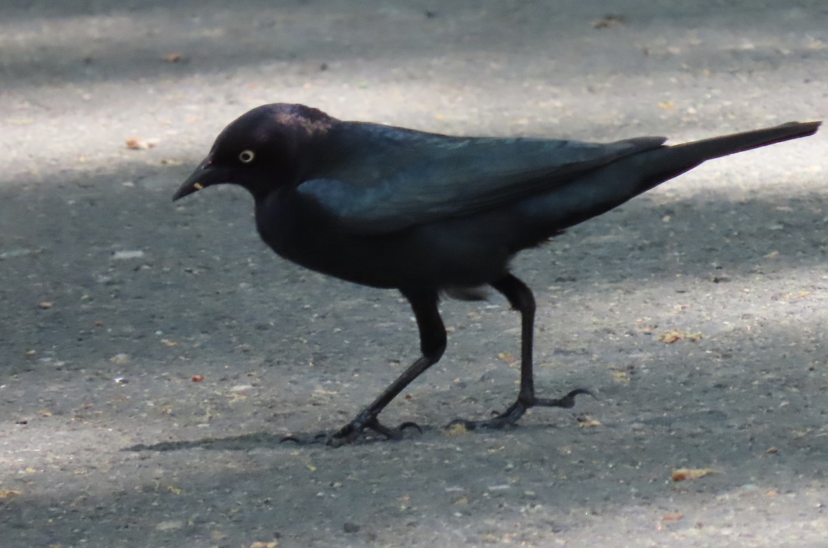 Brewer's Blackbird - Tina Greenberg