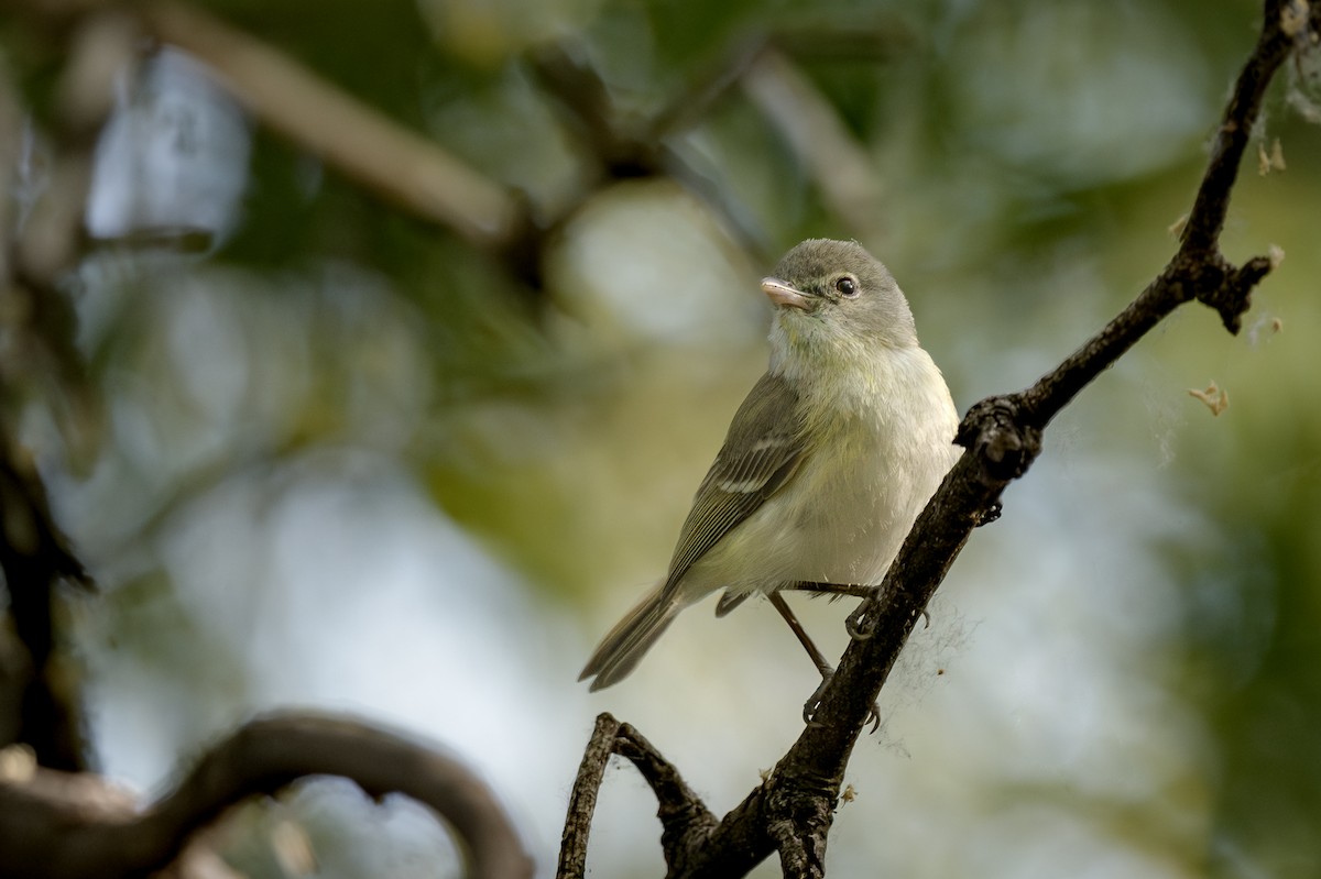 Bell's Vireo - Michael Smith