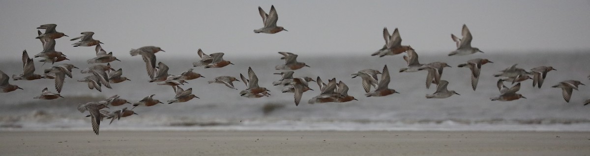 Red Knot - Laurel Barnhill