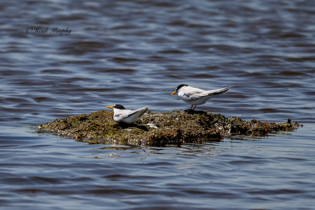 Least Tern - Heidi Murphy