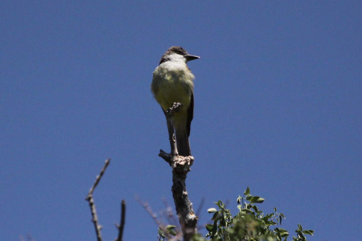 Thick-billed Kingbird - Guy David