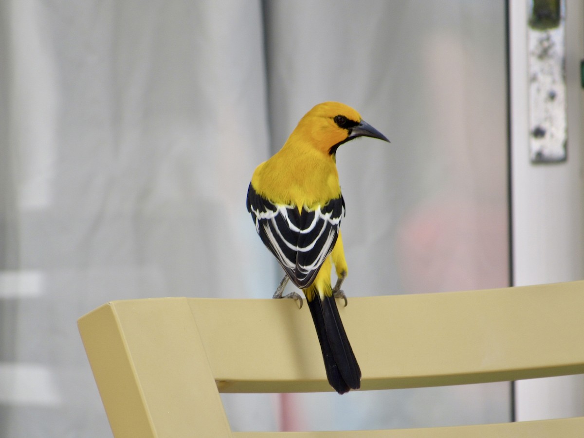 Yellow Oriole - ML619456681