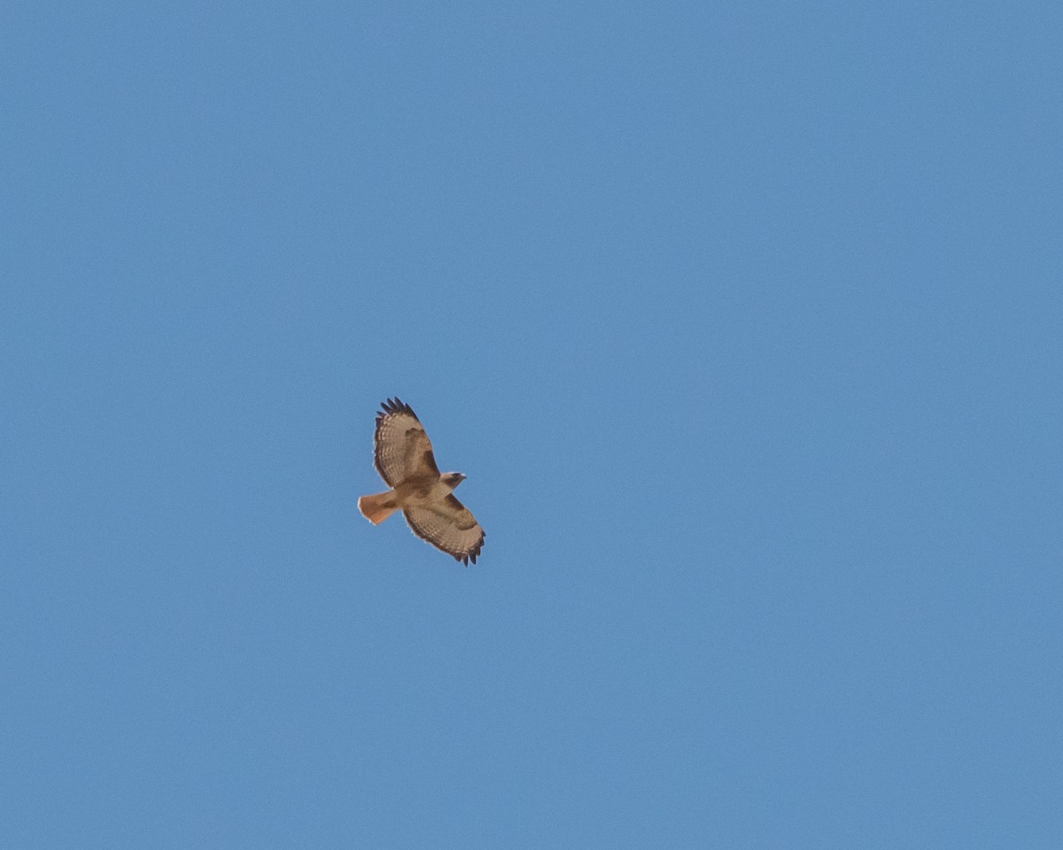 Red-tailed Hawk - David Sinton