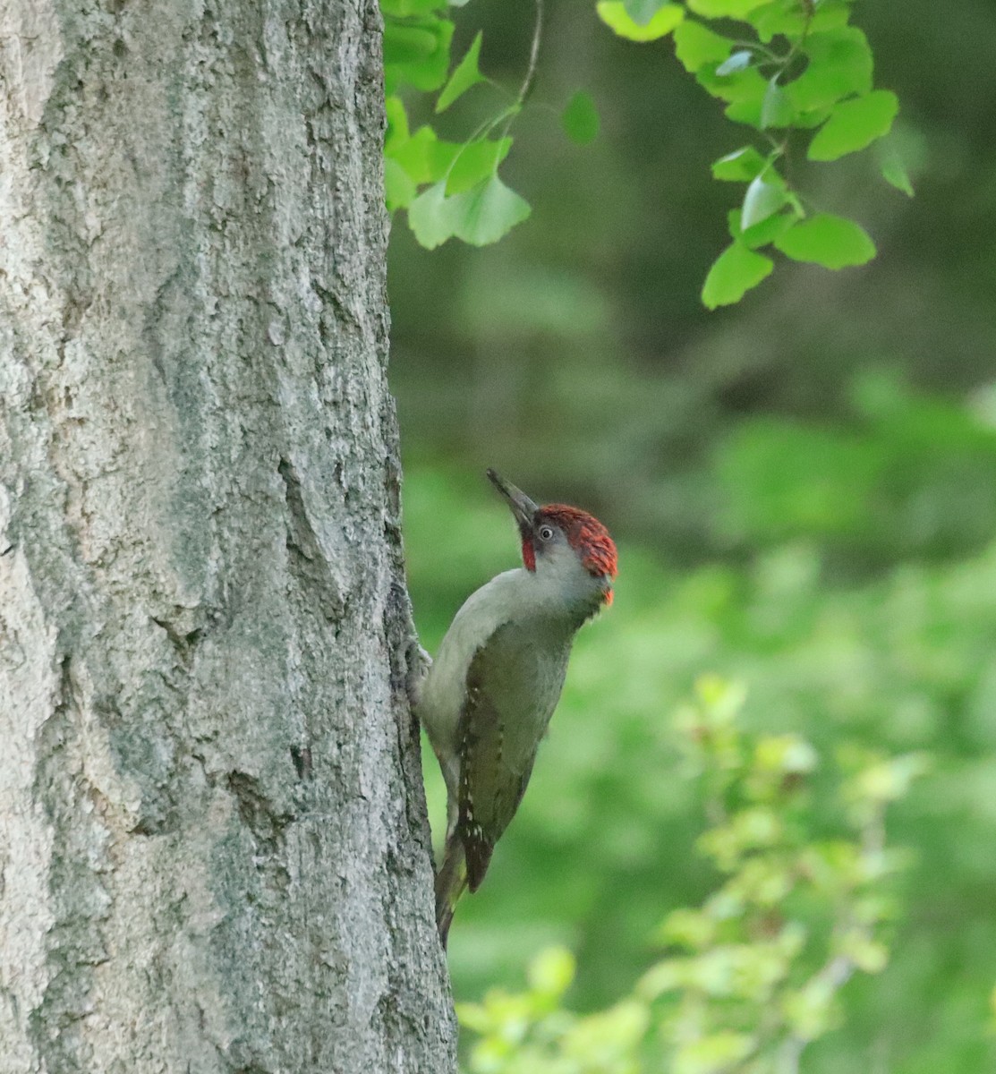 Iberian Green Woodpecker - Edmund Bell