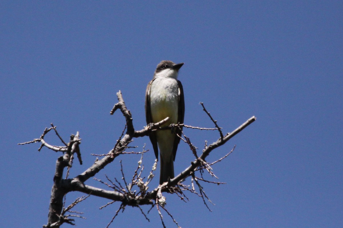 Thick-billed Kingbird - Guy David