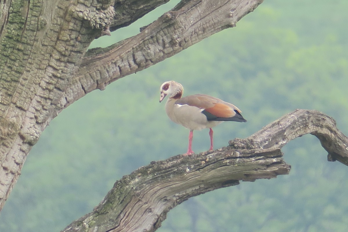 Egyptian Goose - Michael Simmons