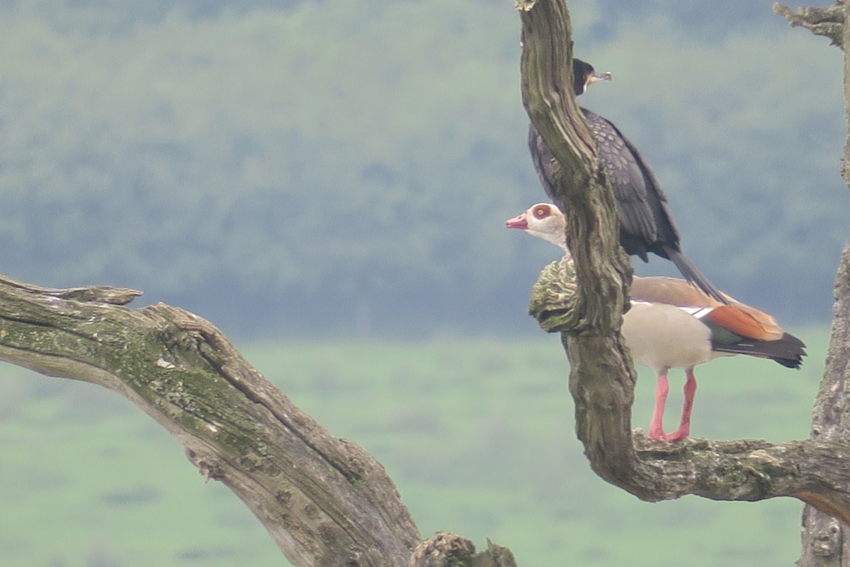 Egyptian Goose - ML619456701