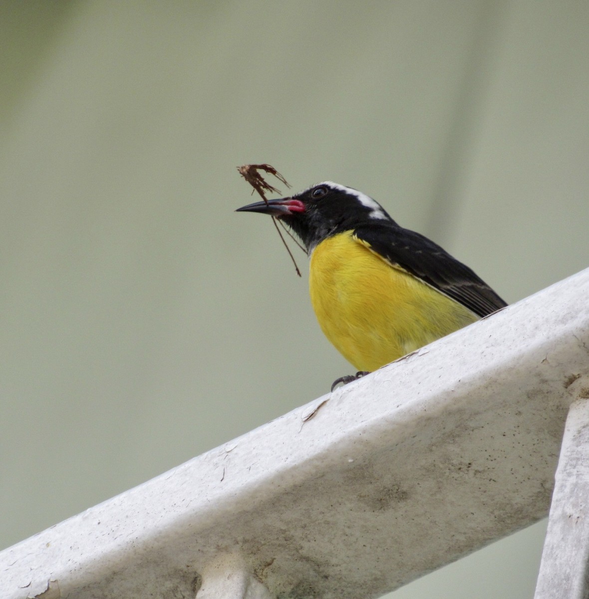 Bananaquit - Alex Pereschuk