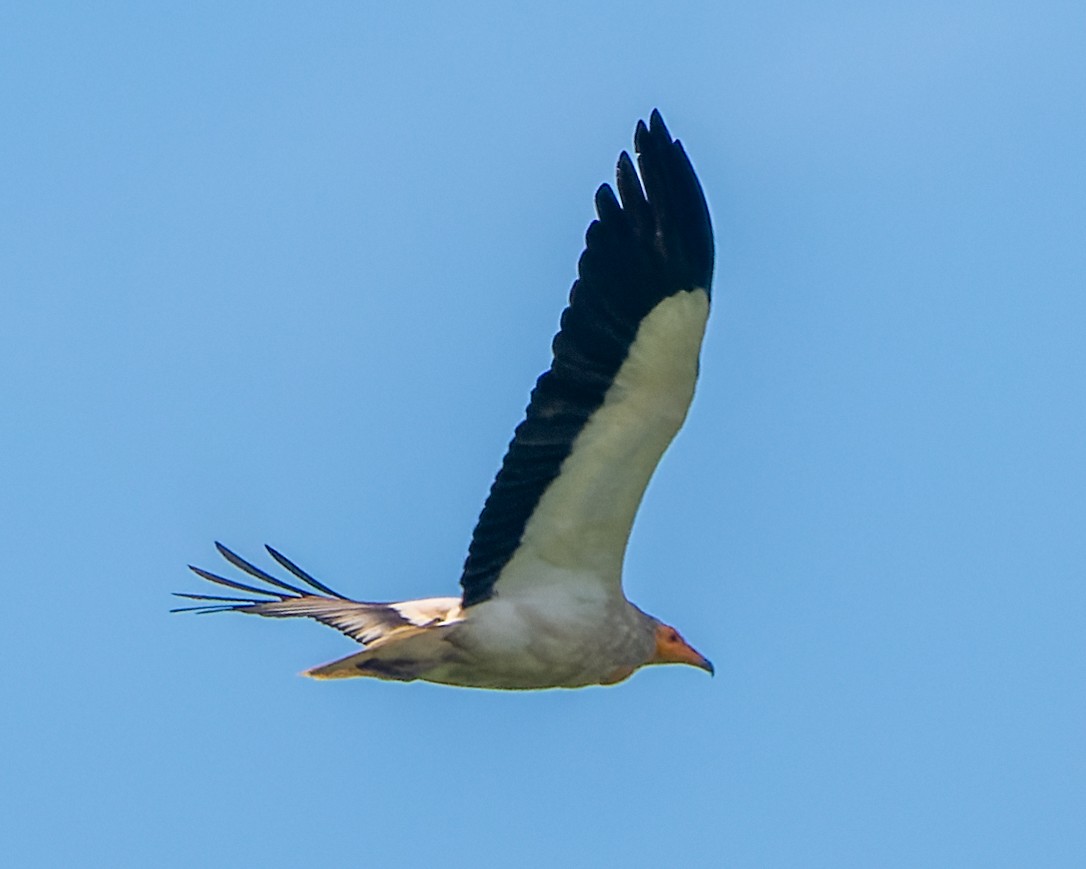 Egyptian Vulture - Magnus Andersson
