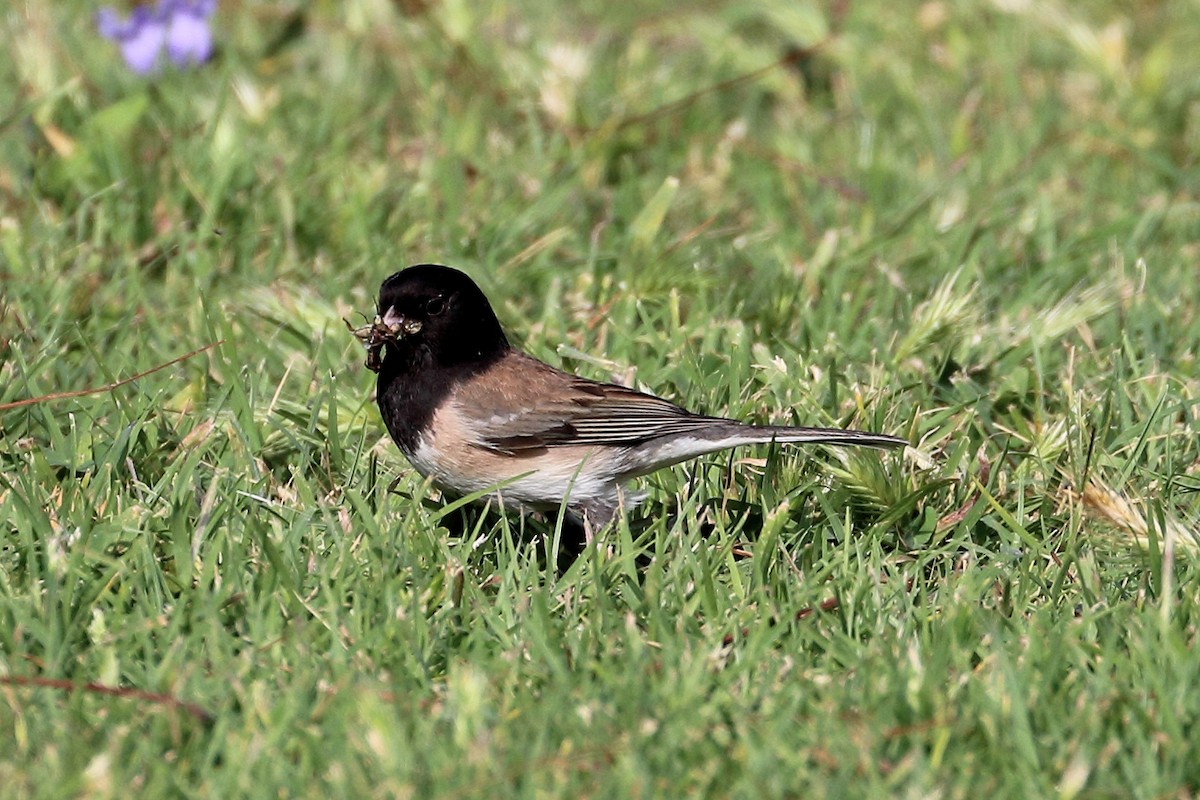 Dark-eyed Junco (Oregon) - Jeffrey Fenwick