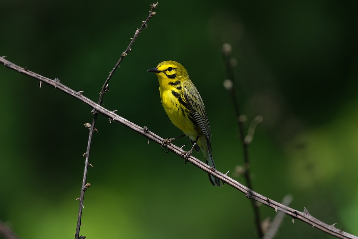 Prairie Warbler - Todd DeVore