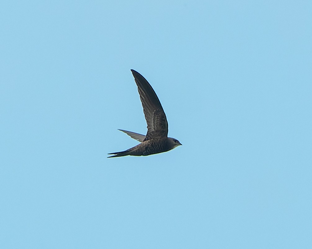 Pallid Swift - Magnus Andersson