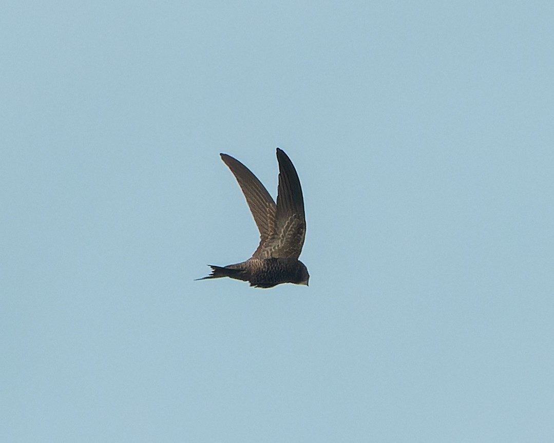 Pallid Swift - Magnus Andersson