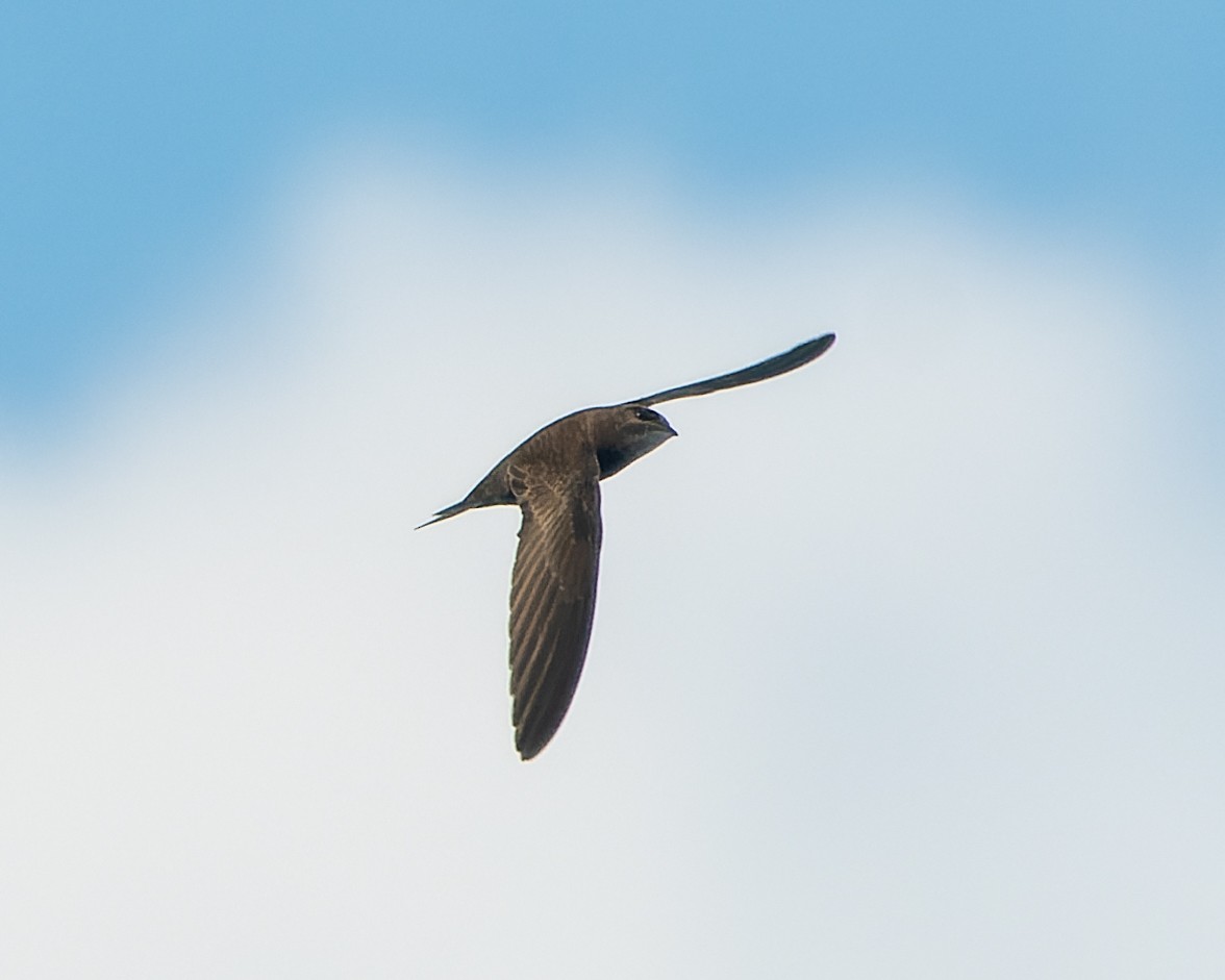 Pallid Swift - Magnus Andersson