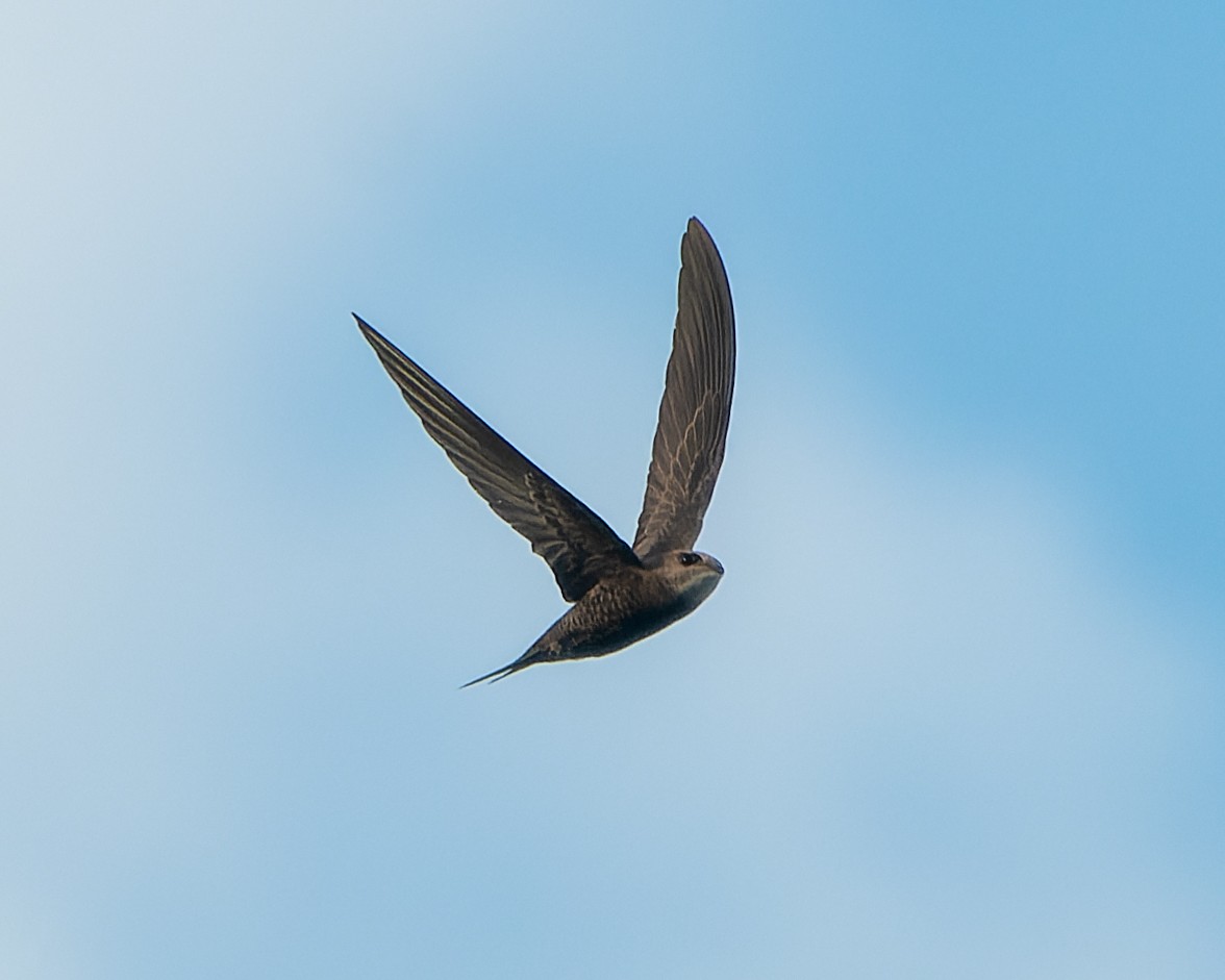 Pallid Swift - Magnus Andersson