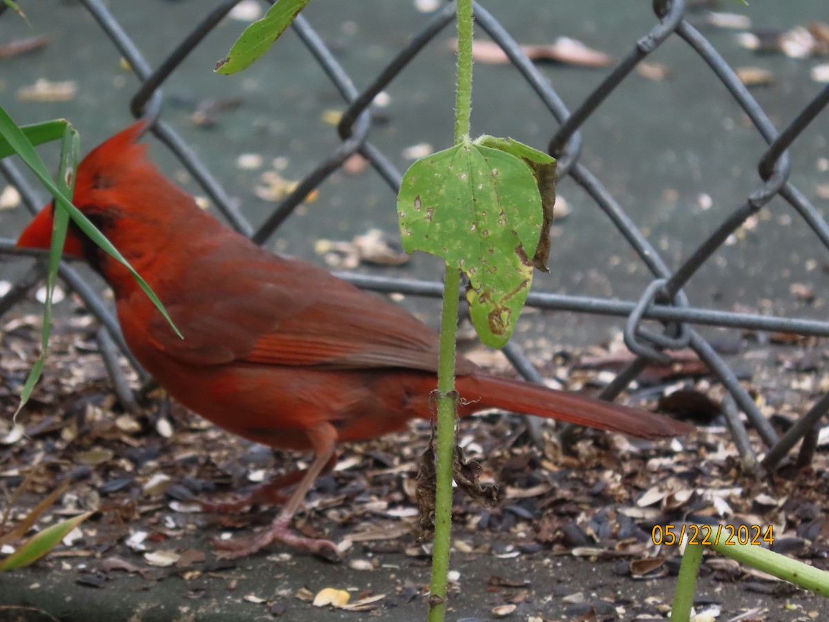 Northern Cardinal - Susan Leake