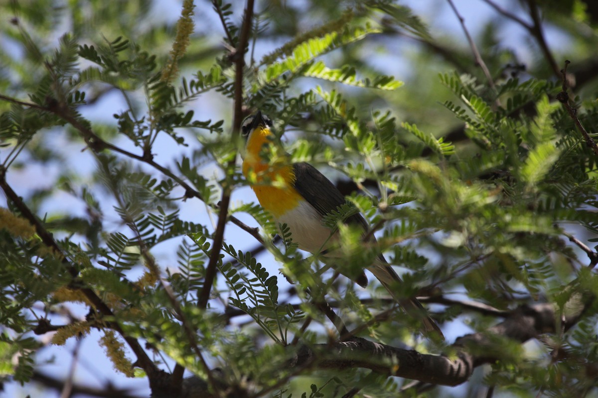 Yellow-breasted Chat - Guy David