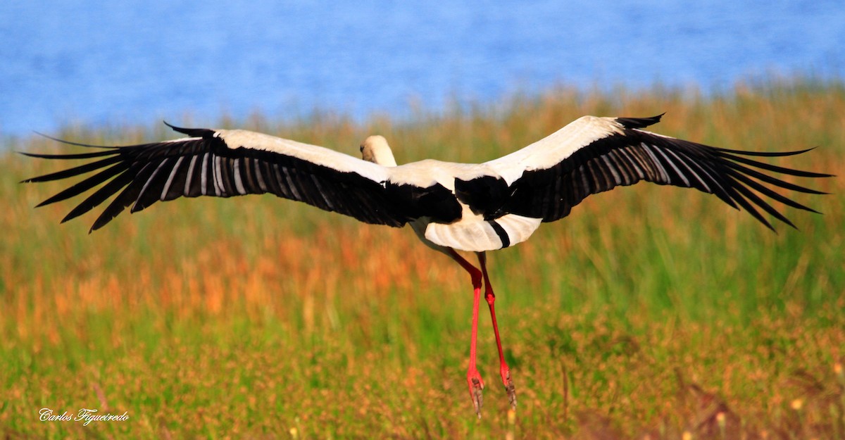 White Stork - Carlos Figueiredo