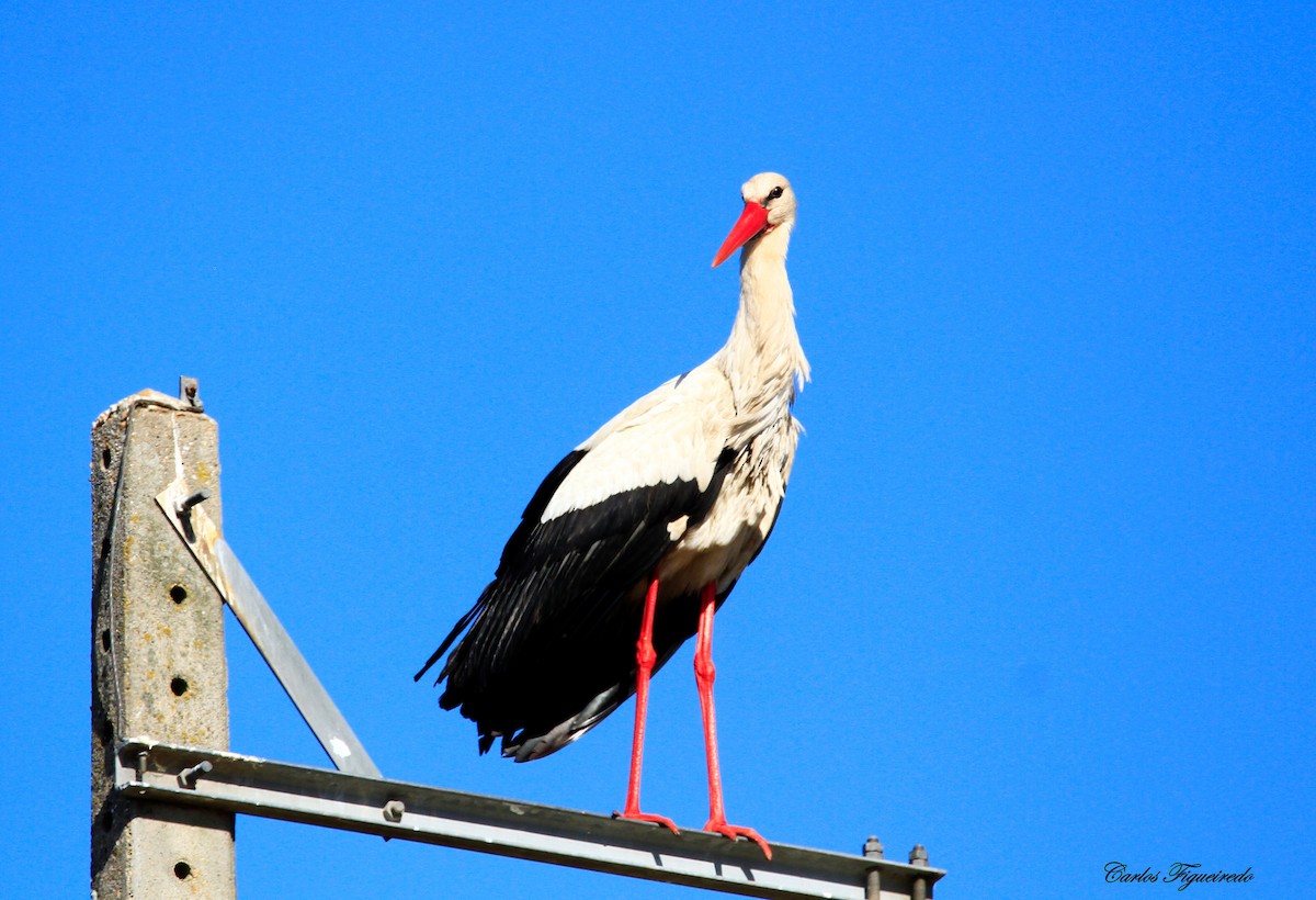 White Stork - Carlos Figueiredo