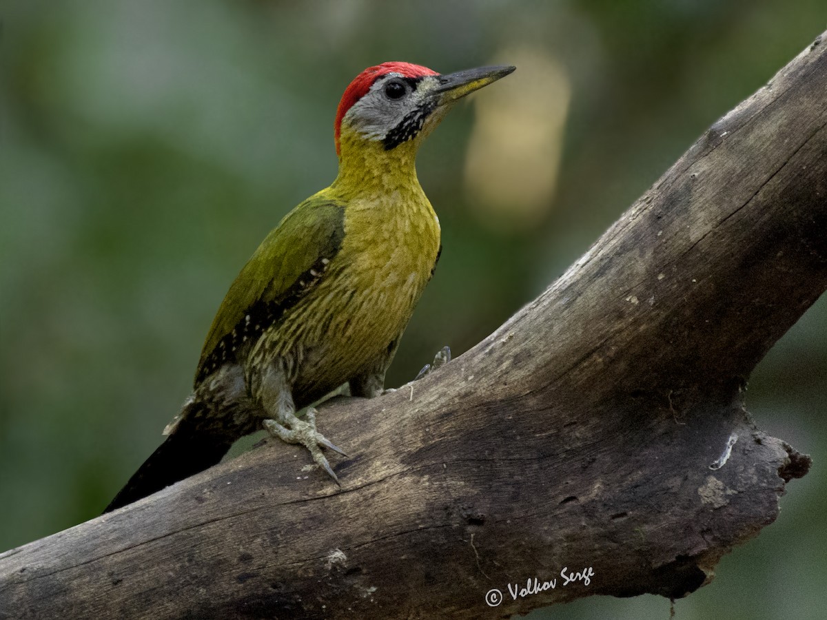 Laced Woodpecker - Volkov Sergey