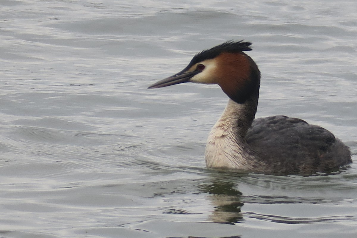 Great Crested Grebe - ML619456765