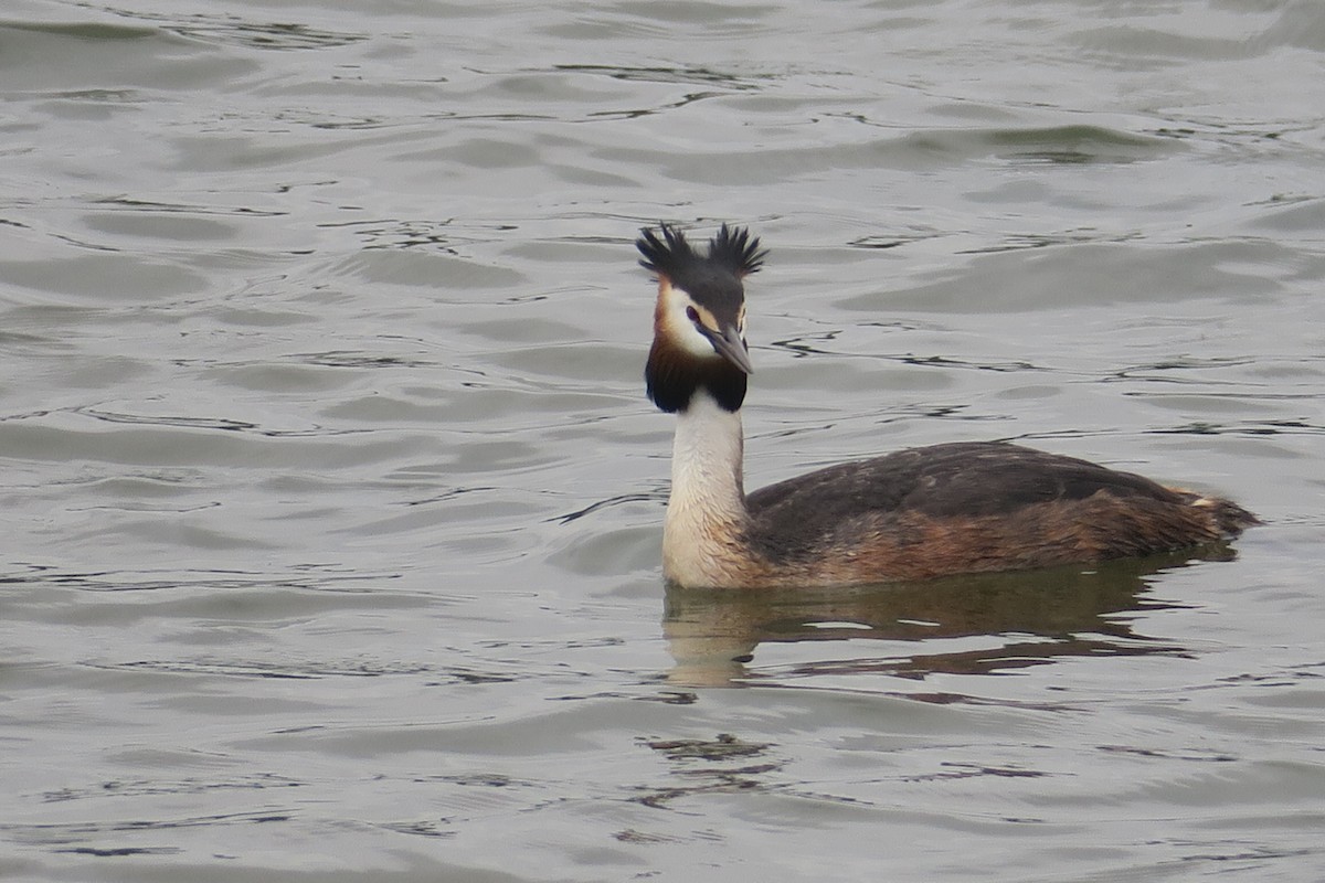 Great Crested Grebe - Michael Simmons