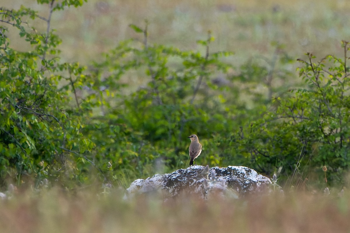 Isabelline Wheatear - Magnus Andersson