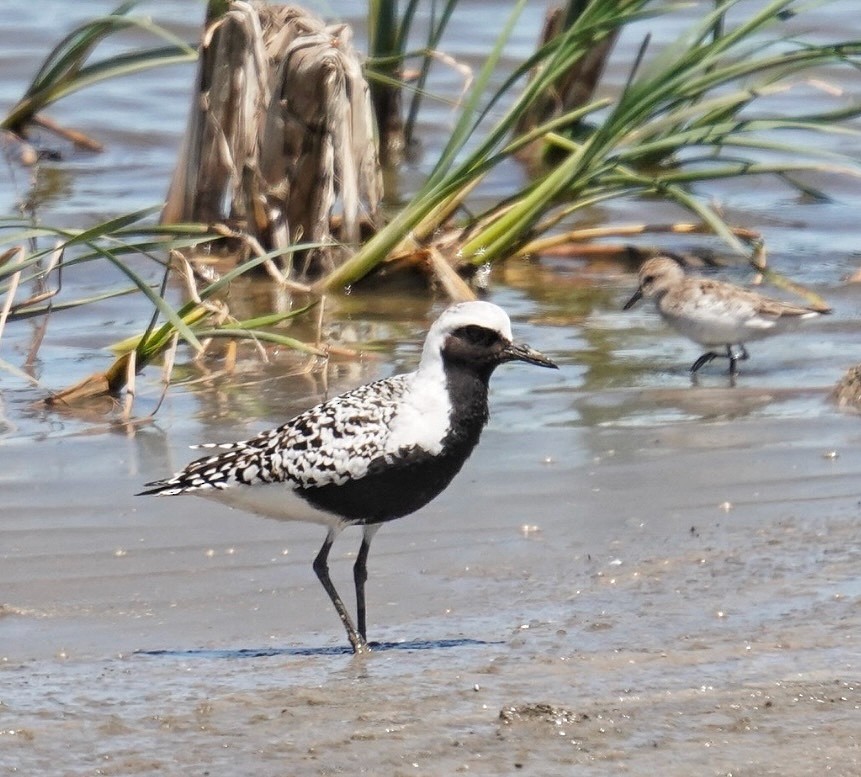 Black-bellied Plover - Terry Reiling