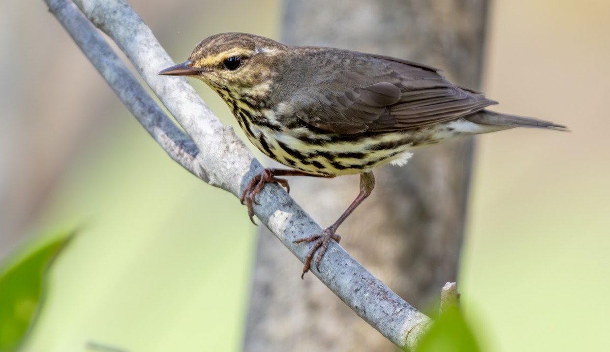 Northern Waterthrush - Jim Carroll