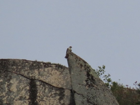 Peregrine Falcon - Nathan Petersen