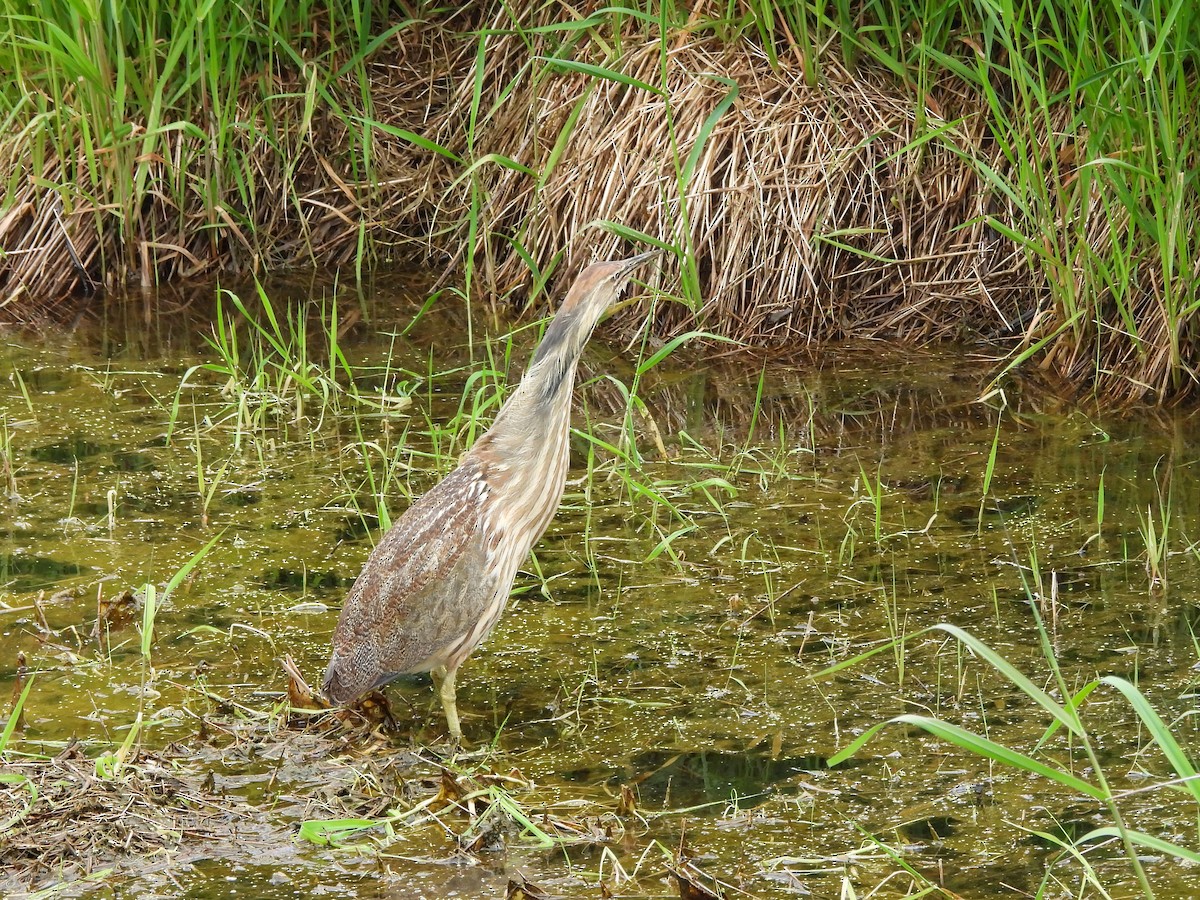 American Bittern - Enrico Konig