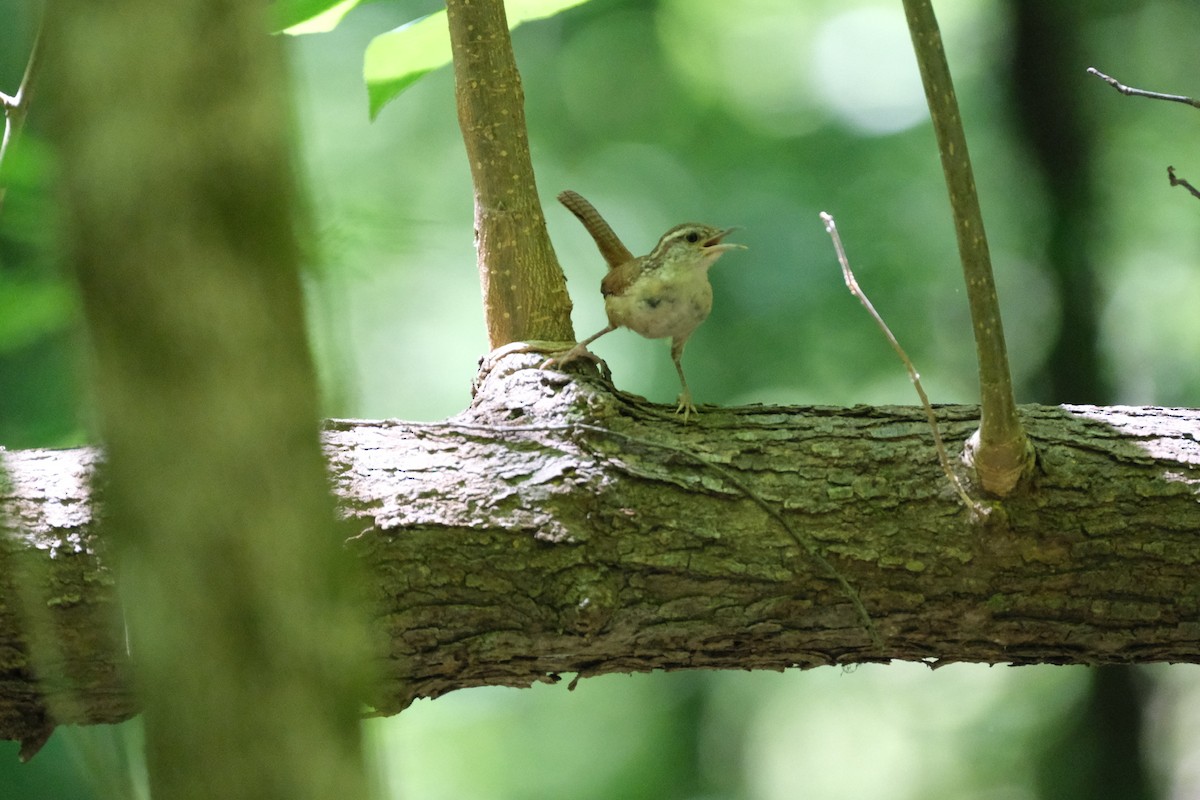 Carolina Wren - Todd DeVore