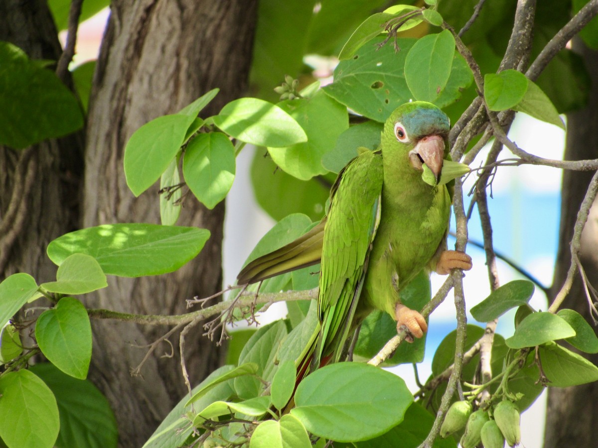 Blue-crowned Parakeet - Alex Pereschuk