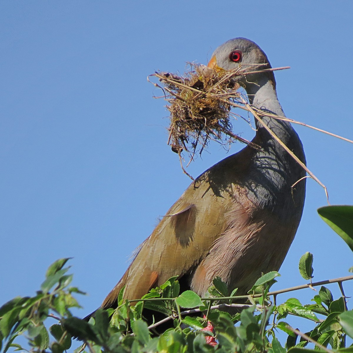 Giant Wood-Rail - Paulo Krieser