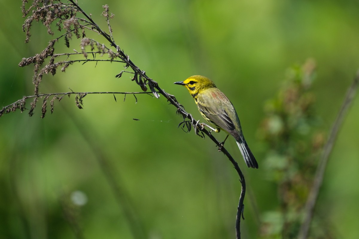 Prairie Warbler - Todd DeVore