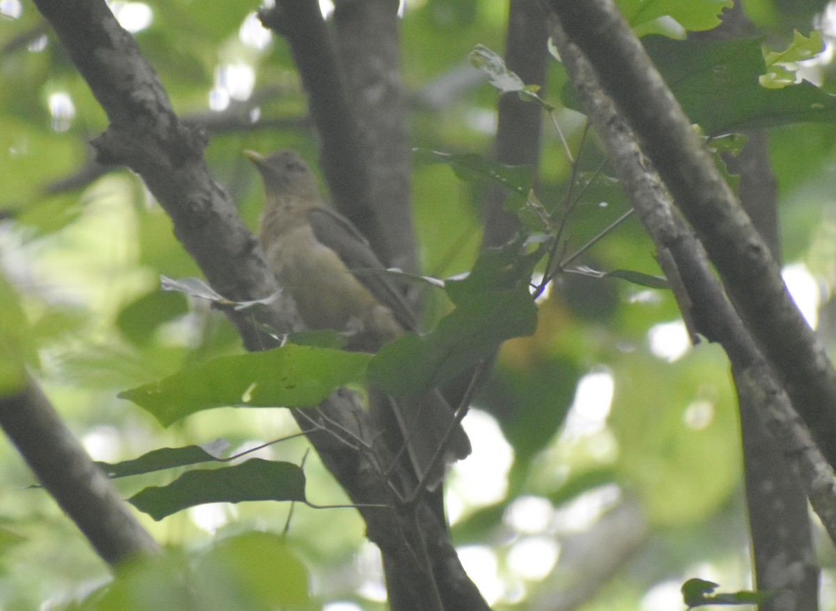 Clay-colored Thrush - Carlos G Vasquez C