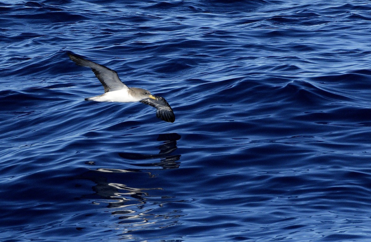 Cory's Shearwater (Scopoli's) - Carlos Alberto Ramírez