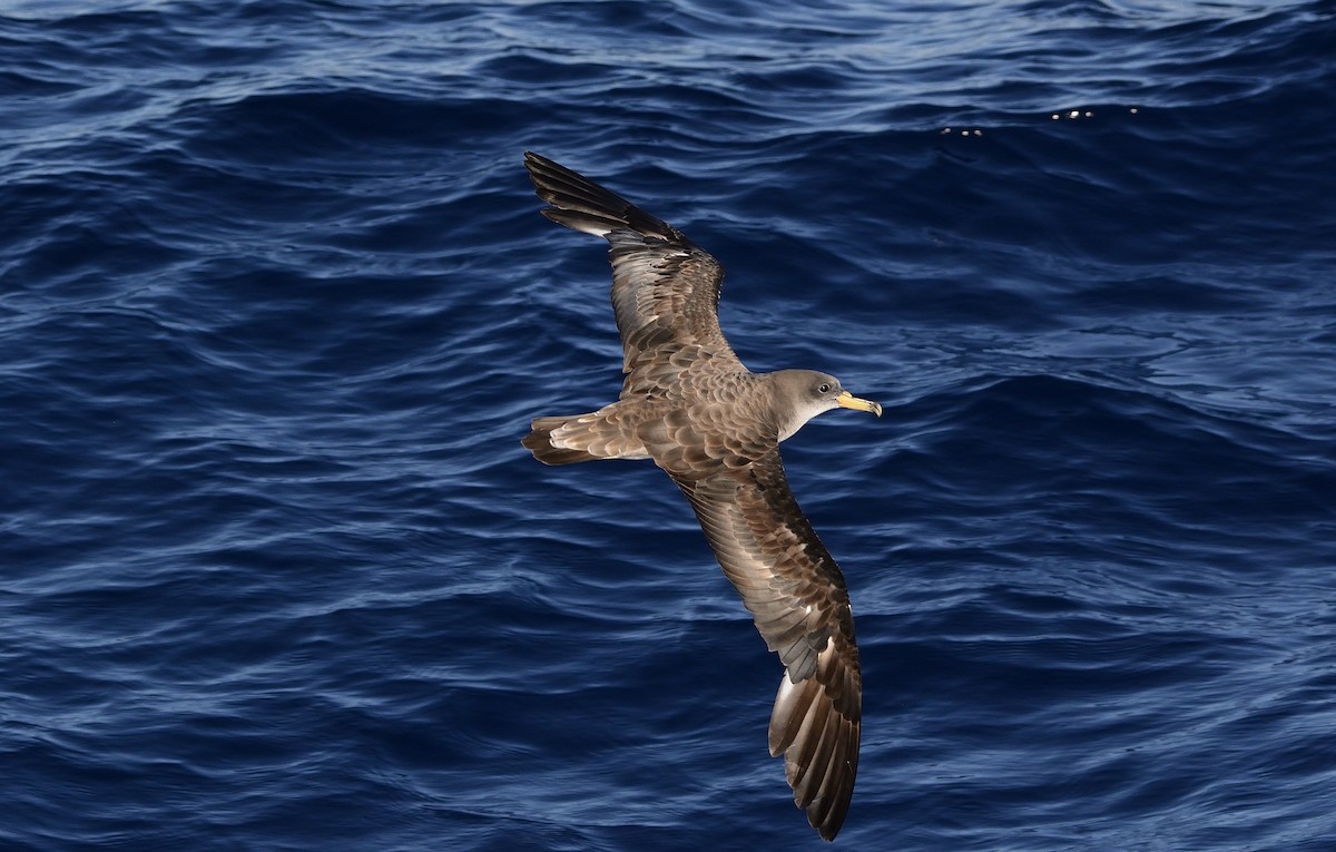 Cory's Shearwater (Scopoli's) - Carlos Alberto Ramírez