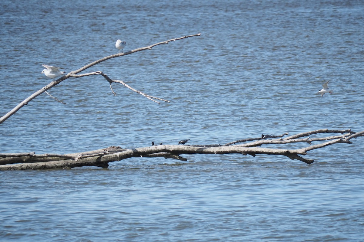 Ring-billed Gull - André Dionne