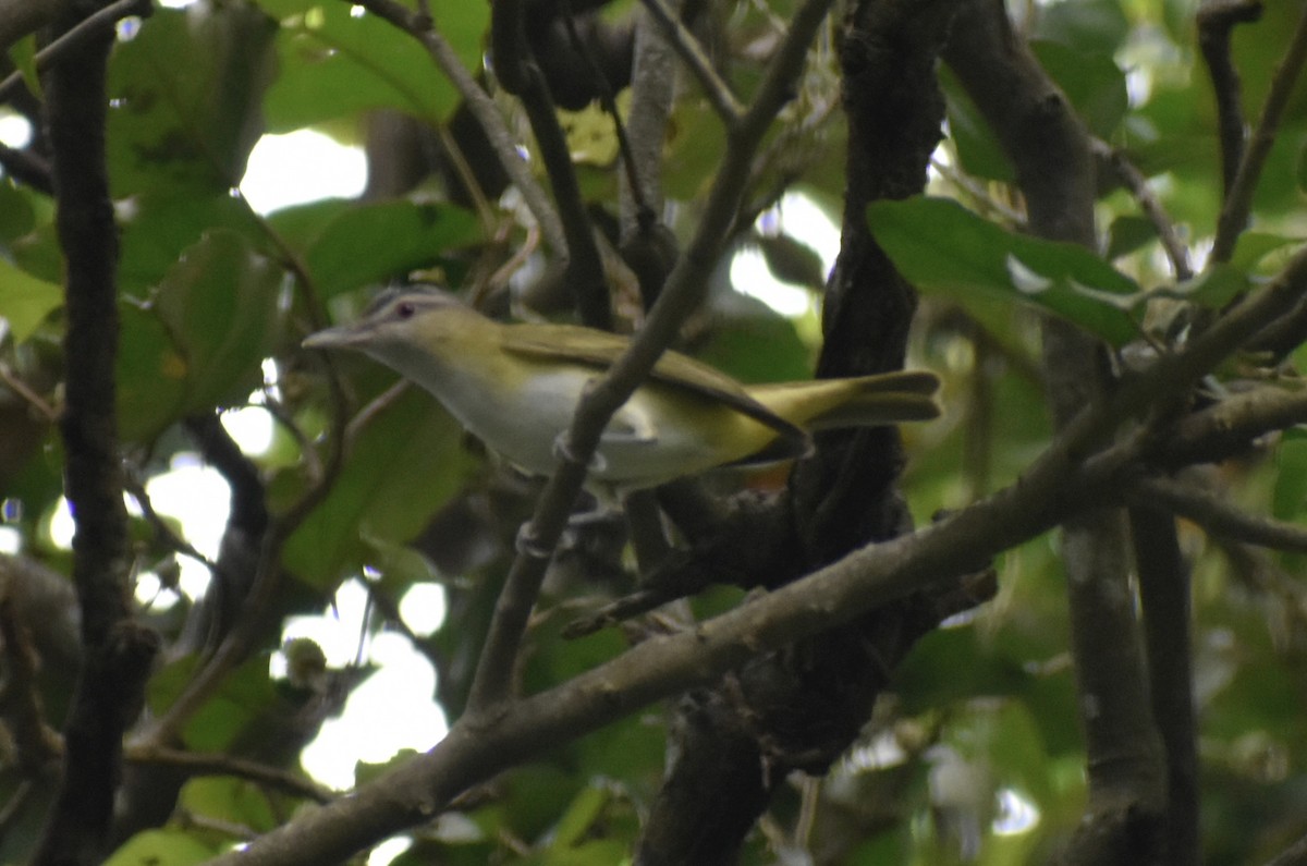 Yellow-green Vireo - Carlos G Vasquez C