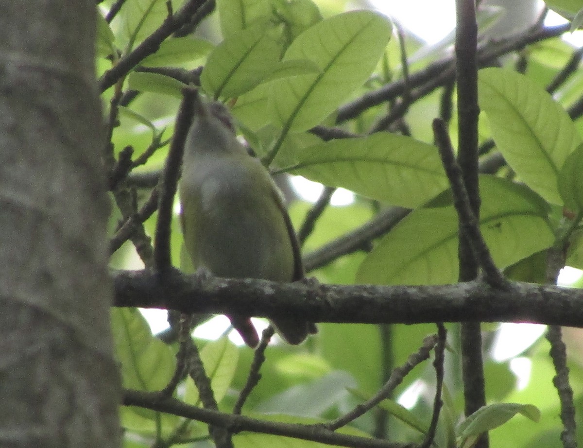 Yellow-green Vireo - Carlos G Vasquez C