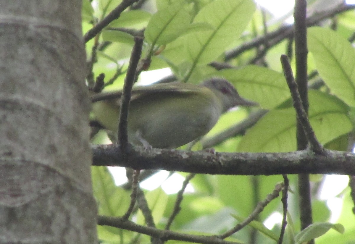 Yellow-green Vireo - Carlos G Vasquez C