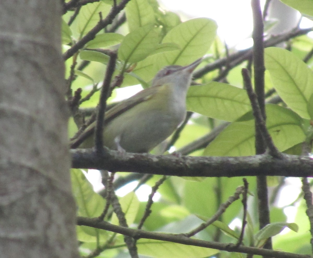 Yellow-green Vireo - Carlos G Vasquez C